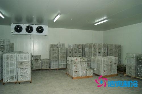 圖示：氣調庫放置的柑橘