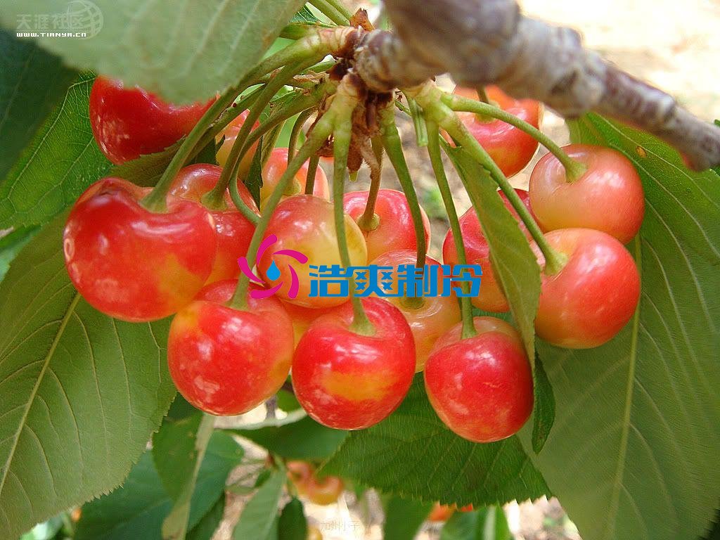 浩爽制冷，氣調(diào)庫，普通冷藏庫